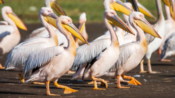 Állami kényszeretetés a vonuló pelikánoknak