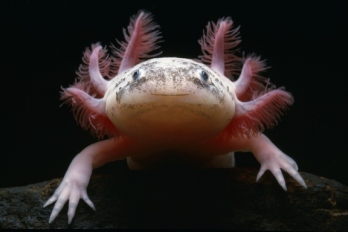 Túléli, mégis kihalhat az axolotl