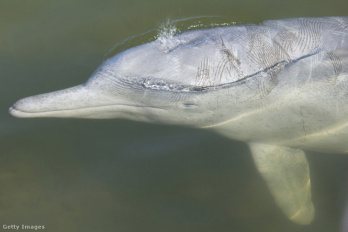 Szivaccsal próbál csábítani a púposhátú delfin