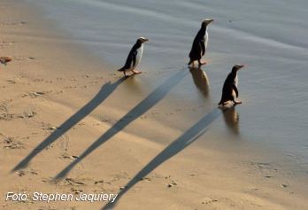 Eltűnik a világ legritkább pingvinfaja