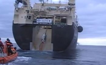 Brutál videó a barbár japán bálnavadászokról