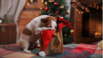 Karácsonykor is zárjuk el a kutyáktól a csokoládét