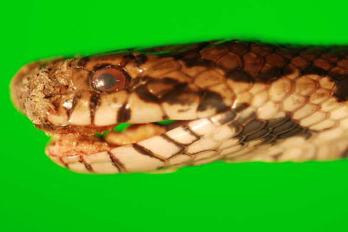 Gyilkos gomba fenyegeti a kígyókat 