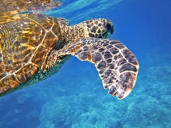 Likvidálja a hím teknősöket a klímaváltozás