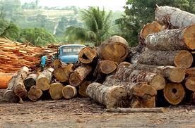 Gyorsuló ütemben nő a globális fakitermelés