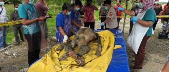 Brutális orangután gyilkosság - 130-szor lőtték meg
