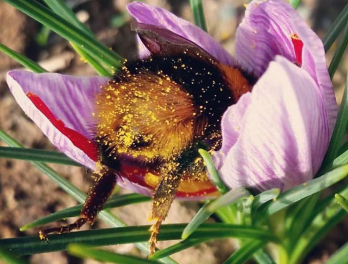 Méheket érintő veszélyekre figyelmeztet a Beporzók napja