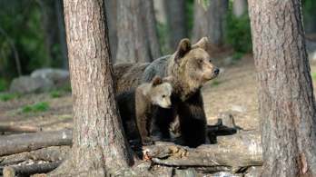 Biztonságot ad a medve mamahotel