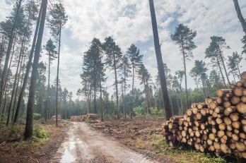 Napi 100 ezer euró bírság erdőirtásért