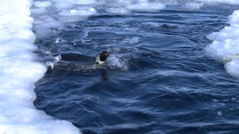 A világ leghosszabb pingvinmerülését rögzítették