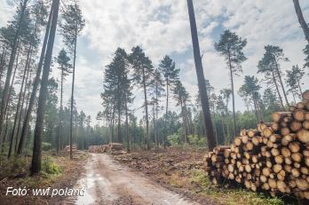 A lengyel kormány leállította a białowieżai erdő kivágását