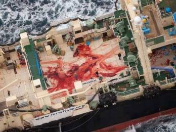 A tudomány nevében 122 vemhes bálnát gyilkoltak le japán halászok