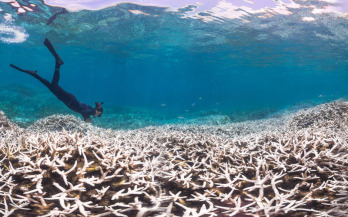 Példátlan pusztulás sújtja az ausztrál Nagy-korallzátonyt