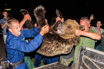Lelőtték a médiasztár migráns barnamedvét