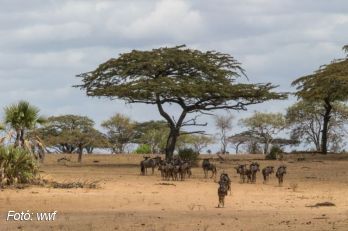 Eltűnhetnek Afrika emblematikus fái