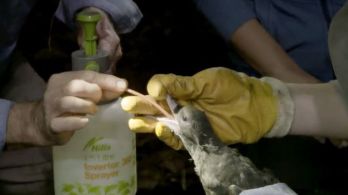 Sorra gyilkolja a műanyag a tengeri madárfiókákat