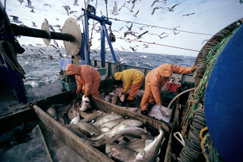 A tengeri madarak is a rabló halászati gyakorlat áldozatai