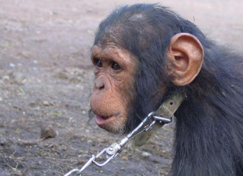 Ma először csimpánzok világnapja