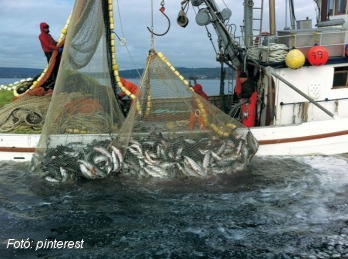 A halak negyedét az olajukért ölik meg. Lehet, hogy teljesen feleslegesen?