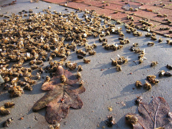 A magyar méhállomány fele elpusztulhatott