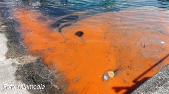 Mérgező algák lepték el Florida egyes partvidékeit
