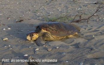 Visszatérnek a szinte teljesen kipusztult teknősfajok