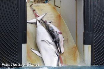 A tiltakozások ellenére 177 bálnát gyilkoltak le a japánok