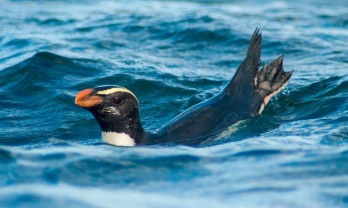 Hosszútávú úszóbajnokok a fjordlandi pingvinek