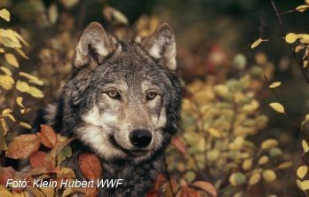 Vad Európa - élet farkasokkal, medvékkel és más vadállatokkal