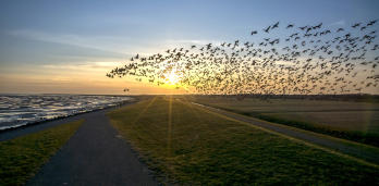 8 milliárd madár vándorol az USA légterében
