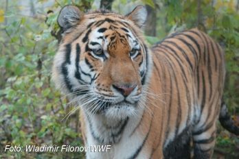 Nepál a tigrisvédelmi mintaország