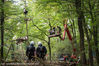 A fák tetején vívnak harcot a szén ellen Hambachnál