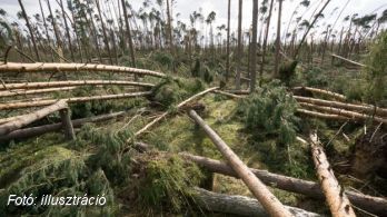Több ezer fát csavart ki a szél a Tátrában