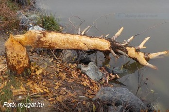 Árvizeket okozhatnak a Dunántúlon az elszaporodott hódok