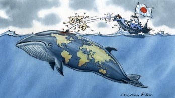 Jane Goodall is a japán bálnavadászat ellen