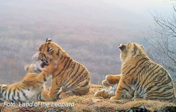 Így tölti a napját négy vadon élő szibériai tigristestvér