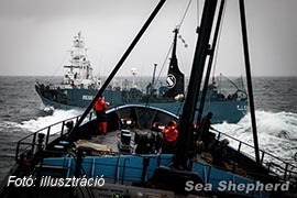 20 halászhajó támadt a delfinvédőkre