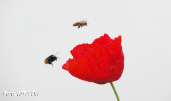 Mi lenne velünk házi méhek nélkül?