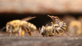 Néhány neonikotinoid több éven át is stabil marad a mézben