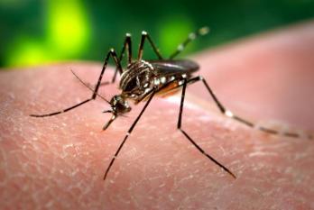 A világ nagy részére rászabadíthatja a betegségterjesztő szúnyogokat a globális felmelegedés