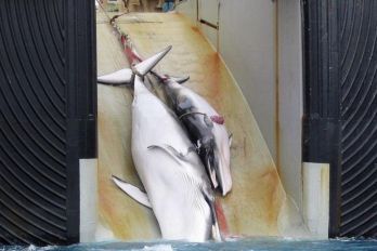 Indul az idei japán bálnamészárlás